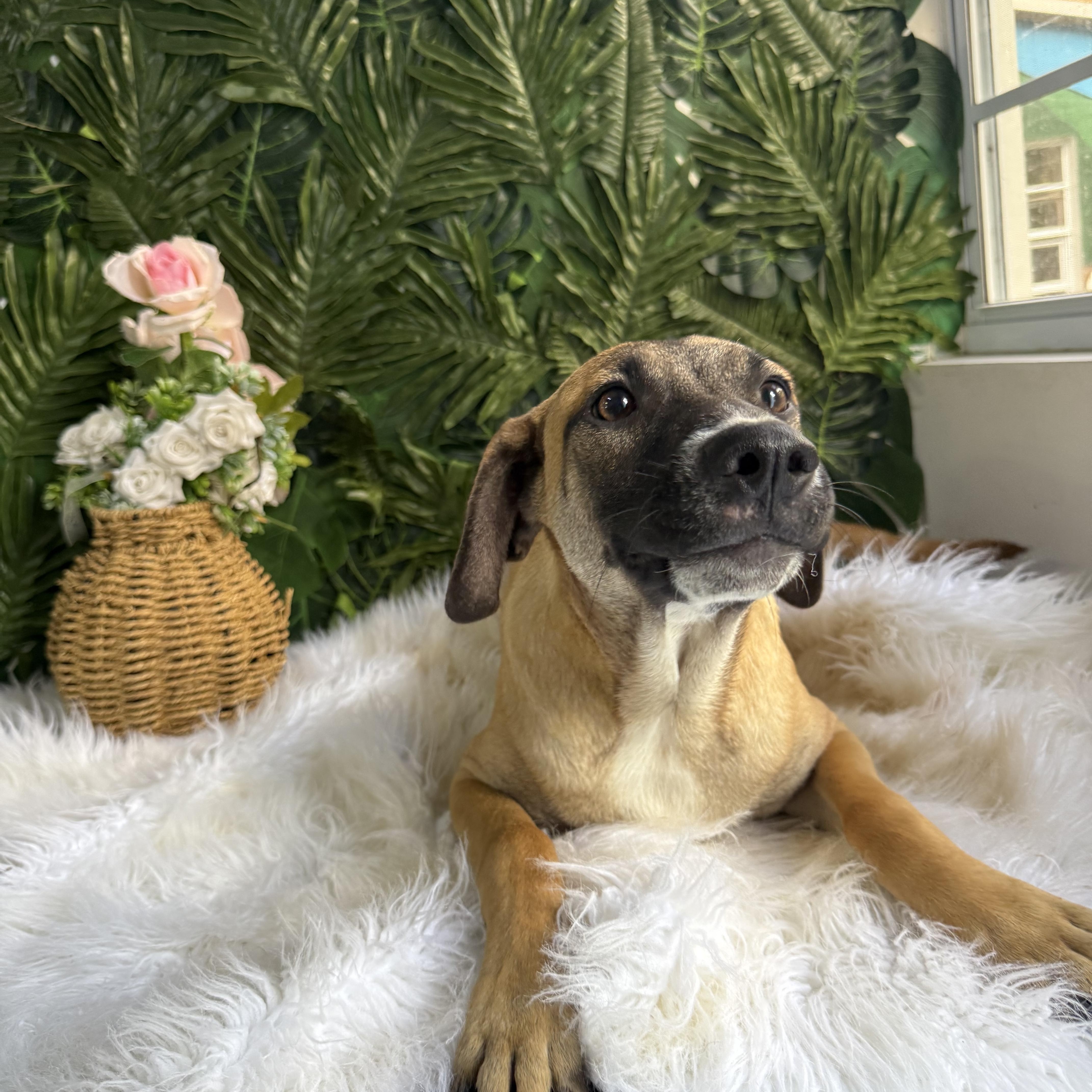 Enlarge Pinto Bean, a Adoptable Black Mouth Cur in Etobicoke, ON image 2/2