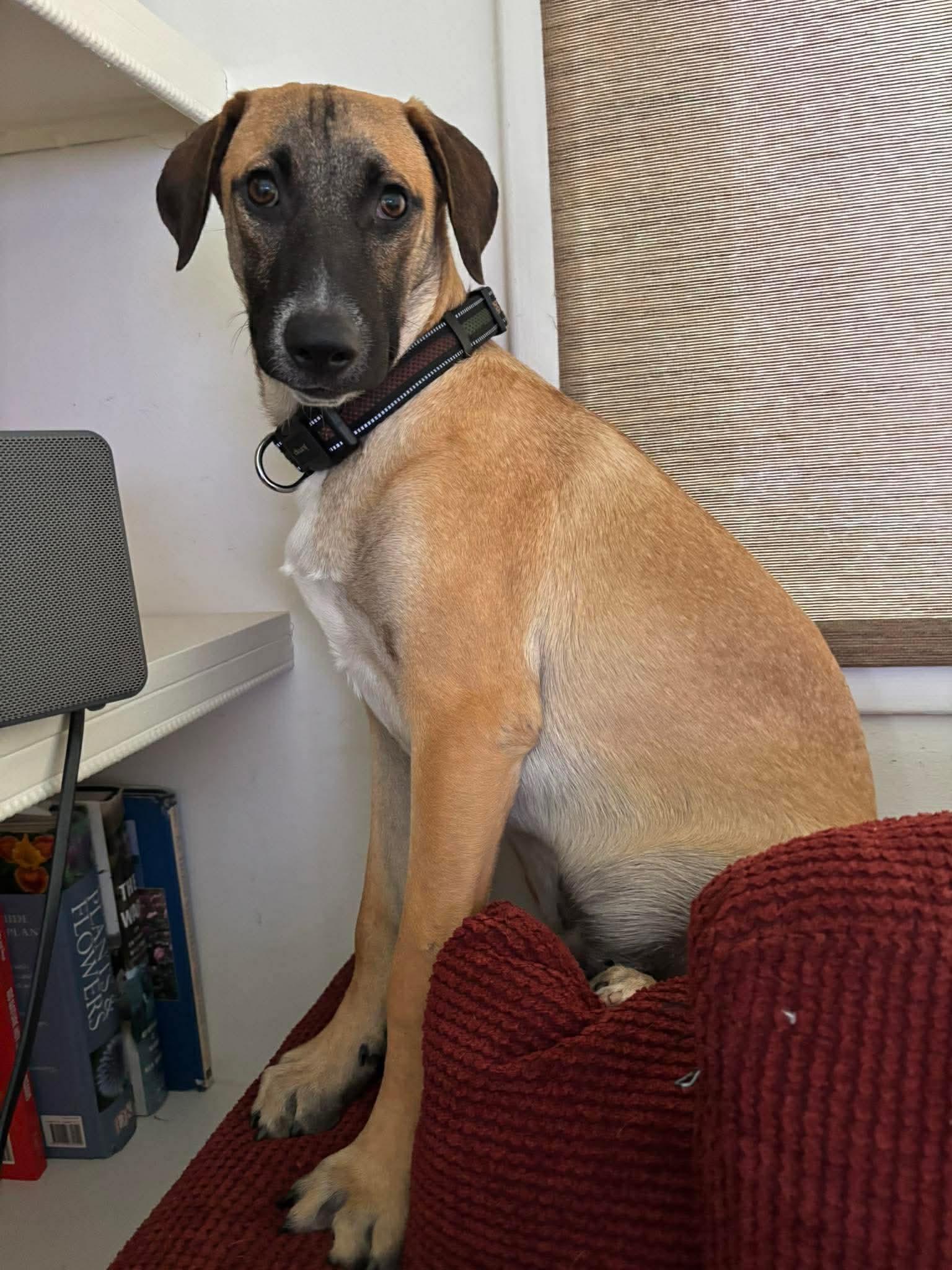 Enlarge Pinto Bean, a Adoptable Black Mouth Cur in Etobicoke, ON image 1/2