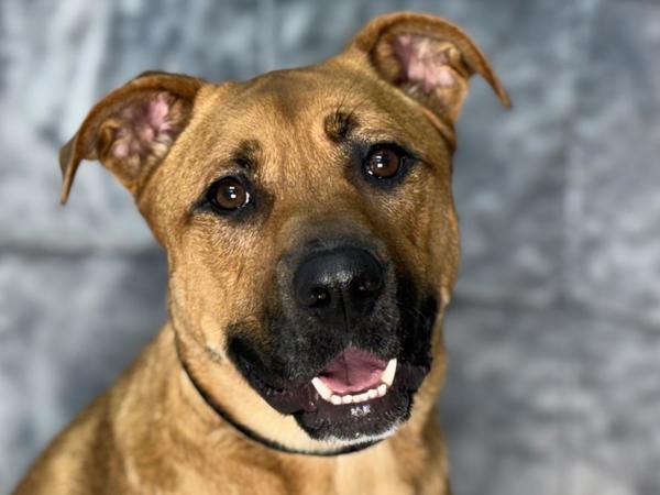 Ginny, a Adoptable mixed breed in Portland, OR image 2/2