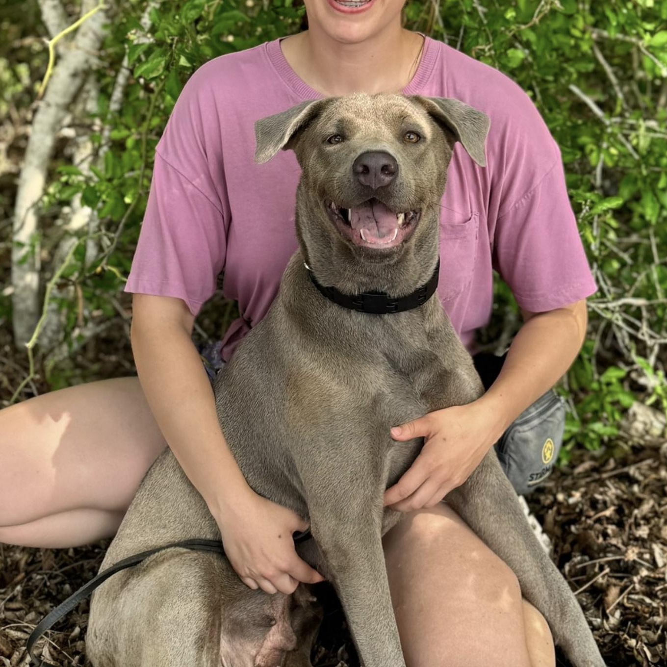 Luna, Adopted, Young Female Labrador Retriever & Weimaraner.