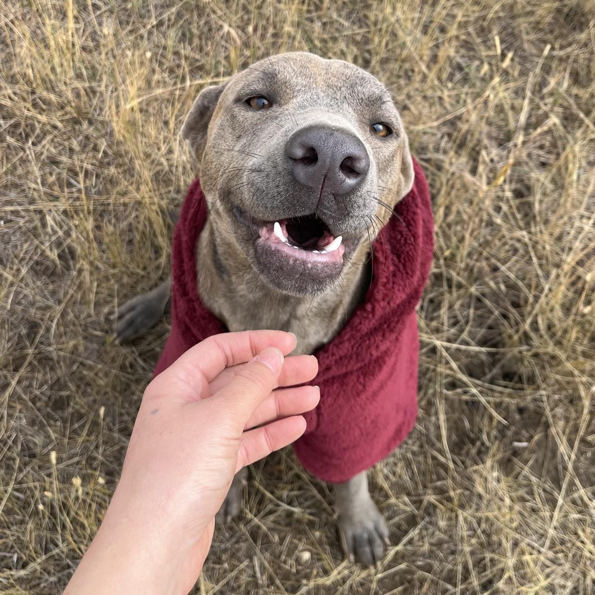 Enlarge Luna, a Adopted mixed breed in Bozeman, MT image 5/6