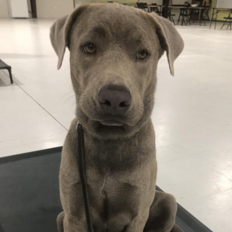 Enlarge Luna, a Adopted mixed breed in Bozeman, MT image 6/6