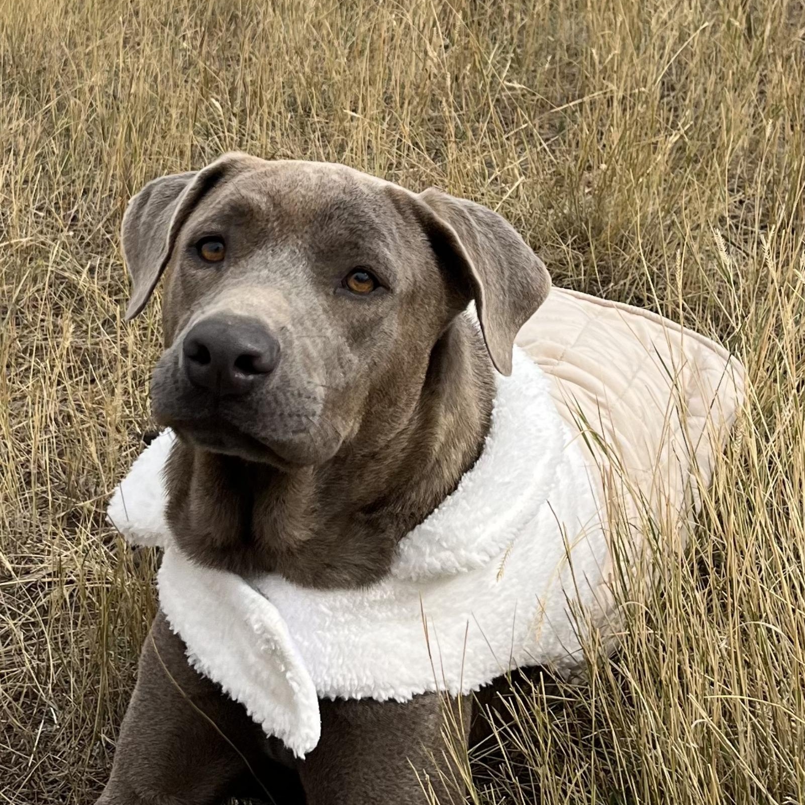 Enlarge Luna, a Adopted mixed breed in Bozeman, MT image 4/6