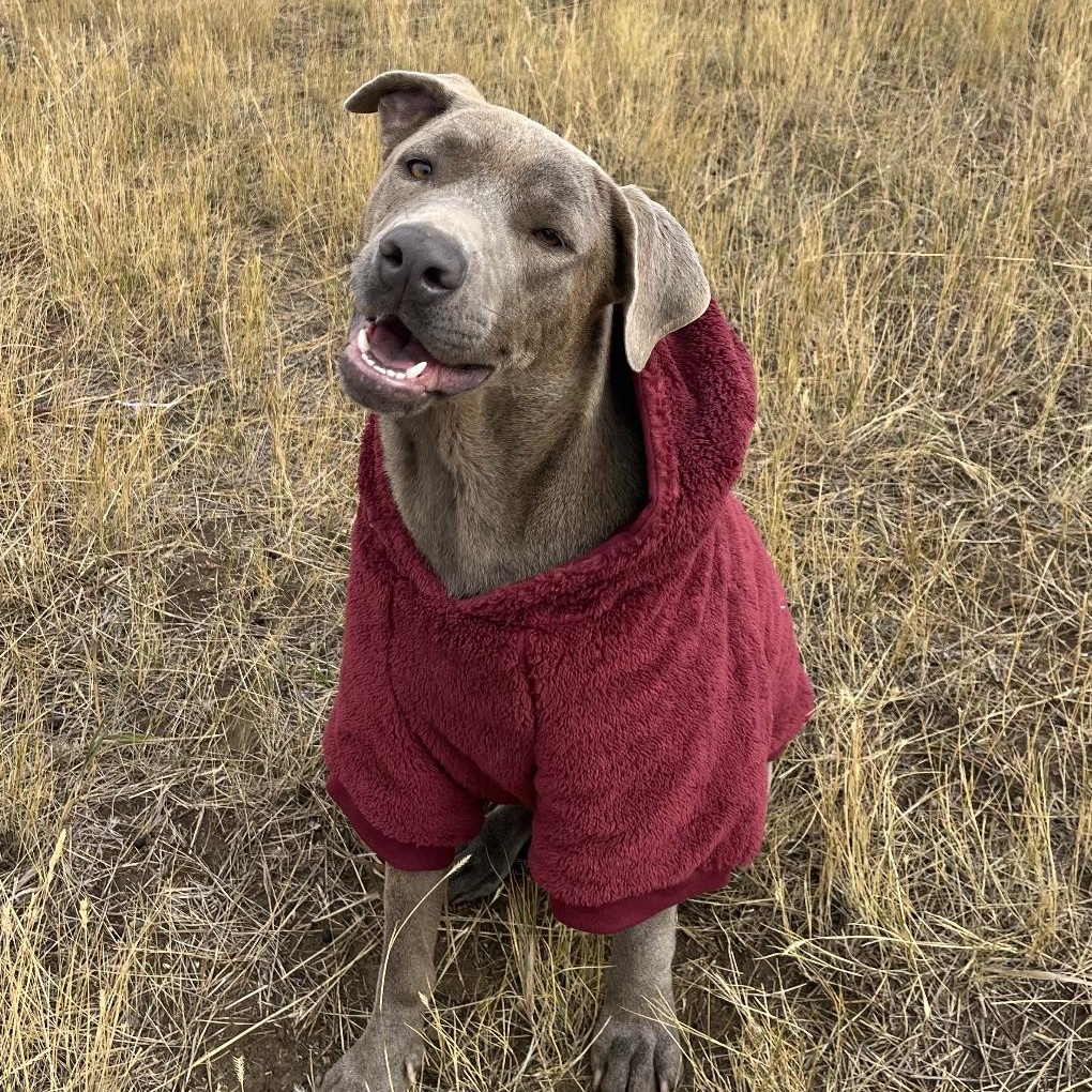 Enlarge Luna, a Adopted mixed breed in Bozeman, MT image 2/6