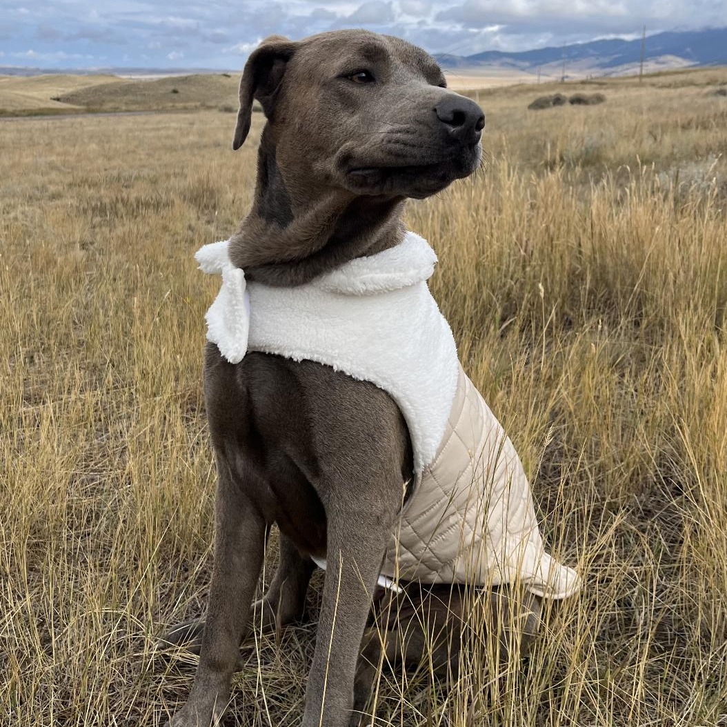 Enlarge Luna, a Adopted mixed breed in Bozeman, MT image 3/6