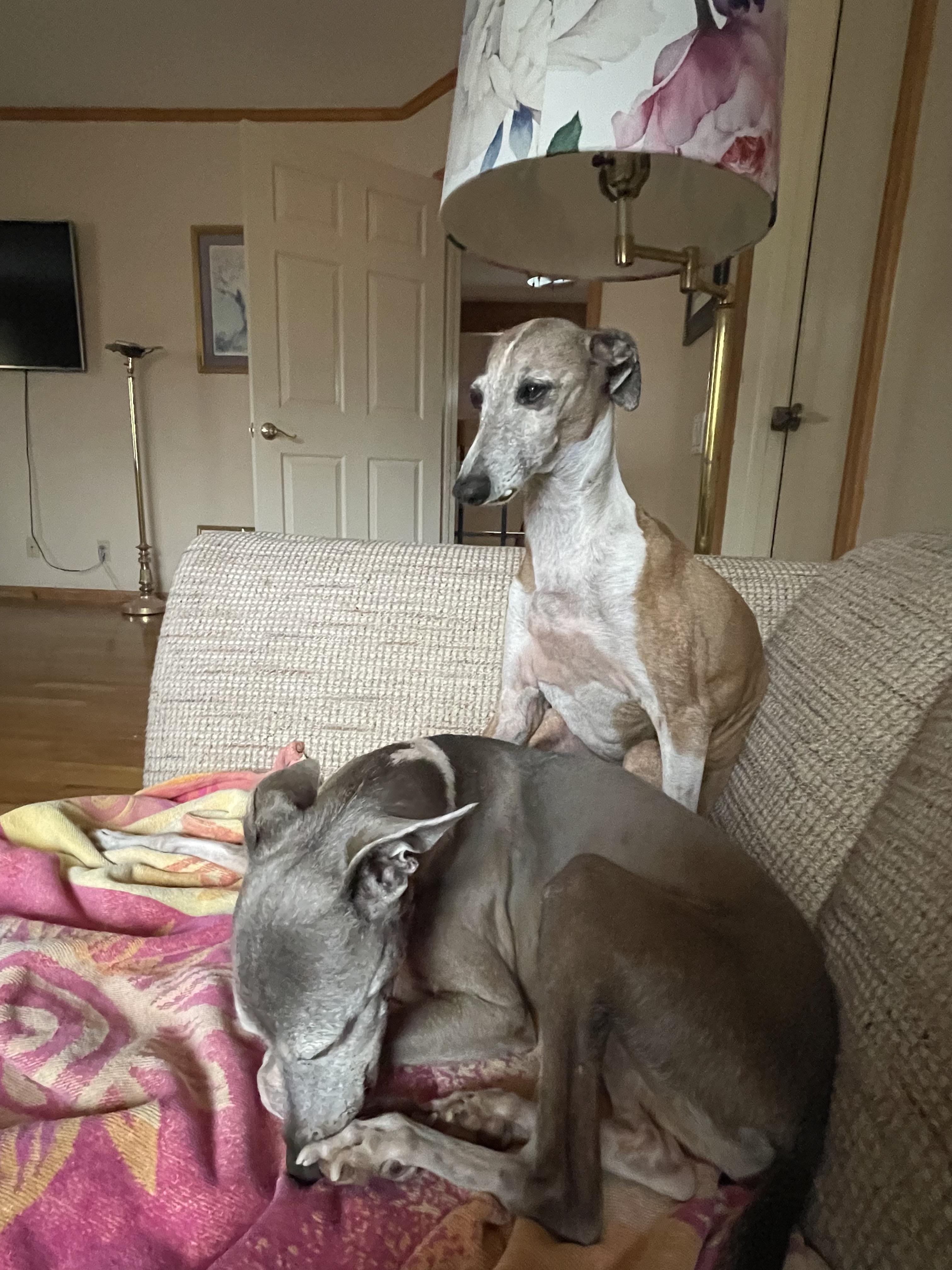 Enlarge Jetson and Apollo, a ADOPTABLE Italian Greyhound in Las Vegas, NV image 2/3