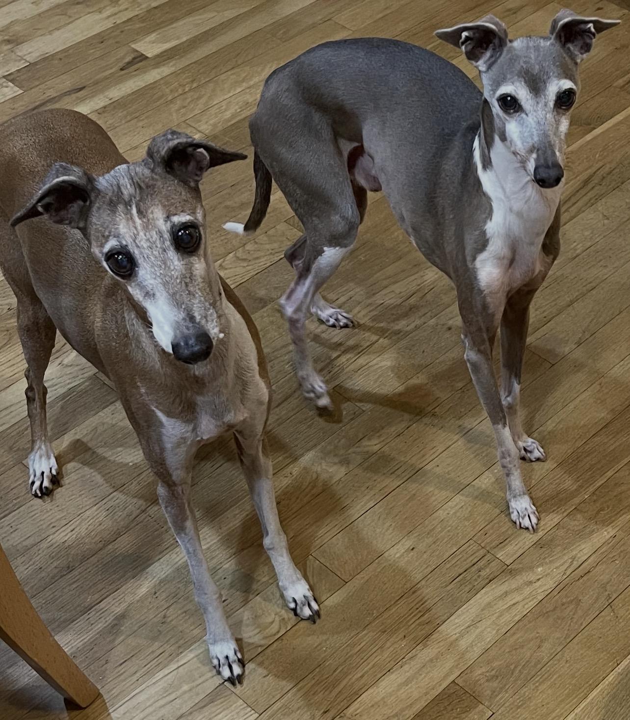 Jetson and Apollo, ADOPTABLE, Senior Male Italian Greyhound.