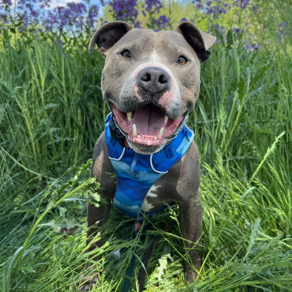Enlarge Julien, a Adoptable Pit Bull Terrier in Madison, WI image 6/6