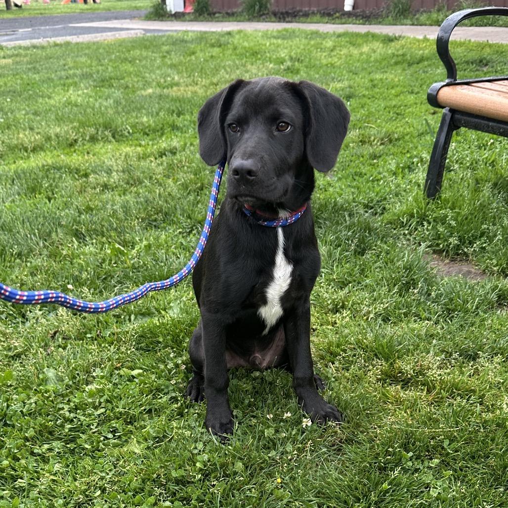 Jimmy, Adoptable, Young Male Black Labrador Retriever & Labrador Retriever.