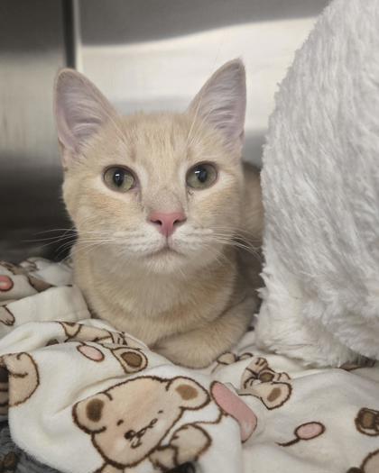 Alfalfa, Adoptable, Adult Male Domestic Short Hair & Domestic Short Hair.