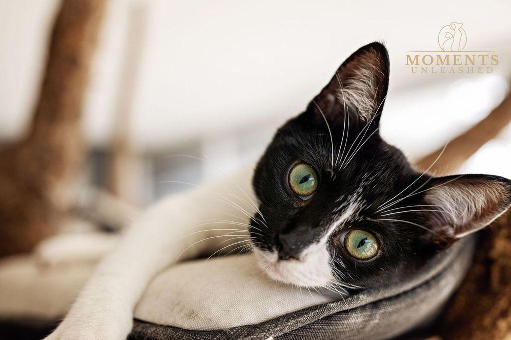 Enlarge Athena, an adopted Domestic Short Hair in Myakka City, FL image 2/3