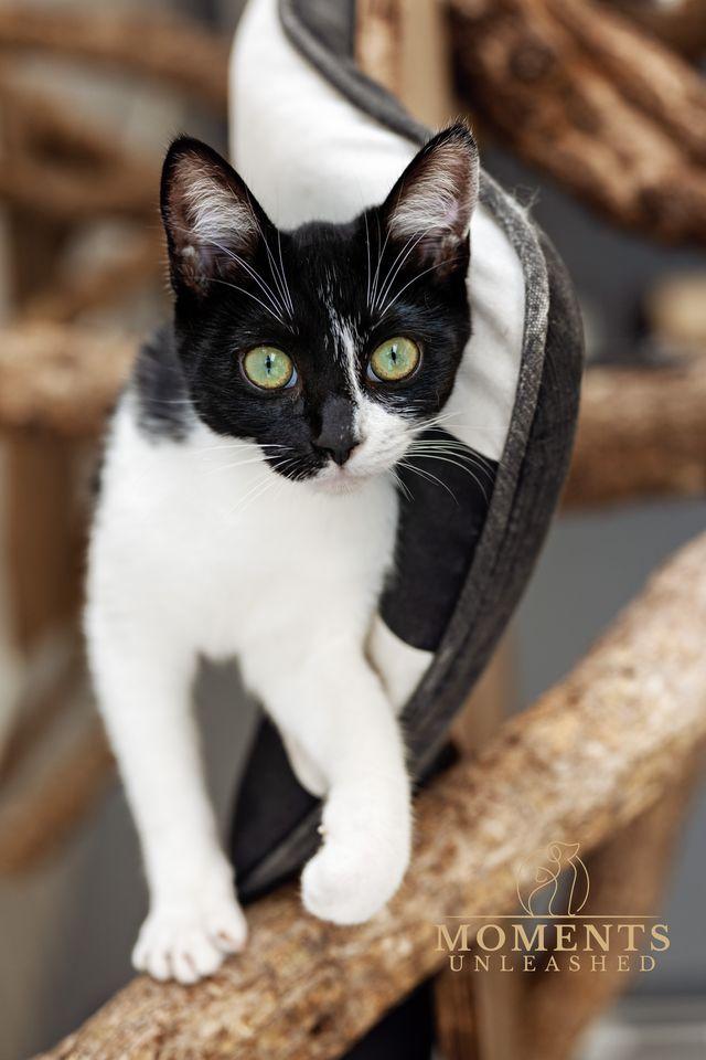 Enlarge Athena, an adopted Domestic Short Hair in Myakka City, FL image 3/3