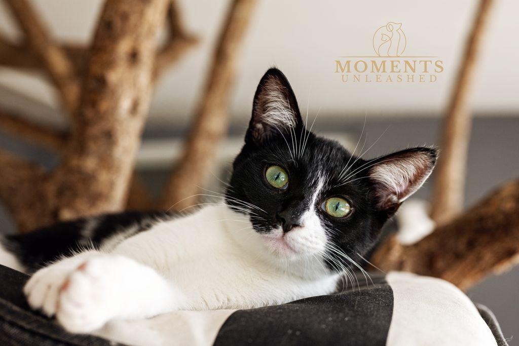 Enlarge Athena, an adopted Domestic Short Hair in Myakka City, FL image 1/3