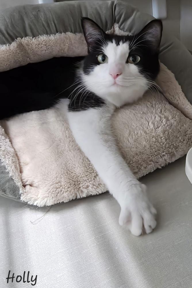 Enlarge Holly, a ADOPTABLE Domestic Medium Hair in Key Largo, FL image 1/2