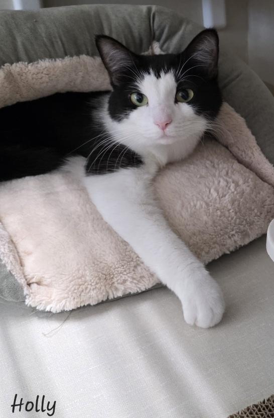 Enlarge Holly, a ADOPTABLE Domestic Medium Hair in Key Largo, FL image 2/2
