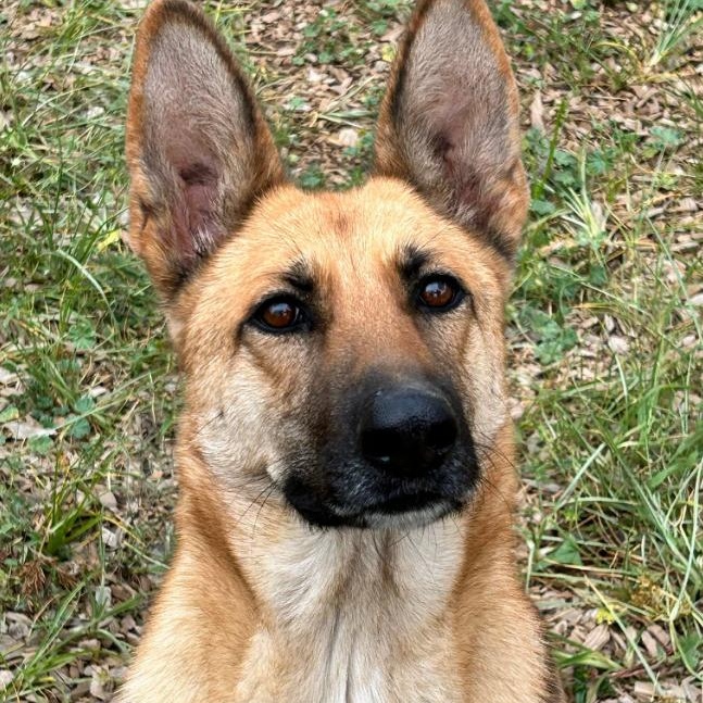 Ellie, Adult Female German Shepherd Dog