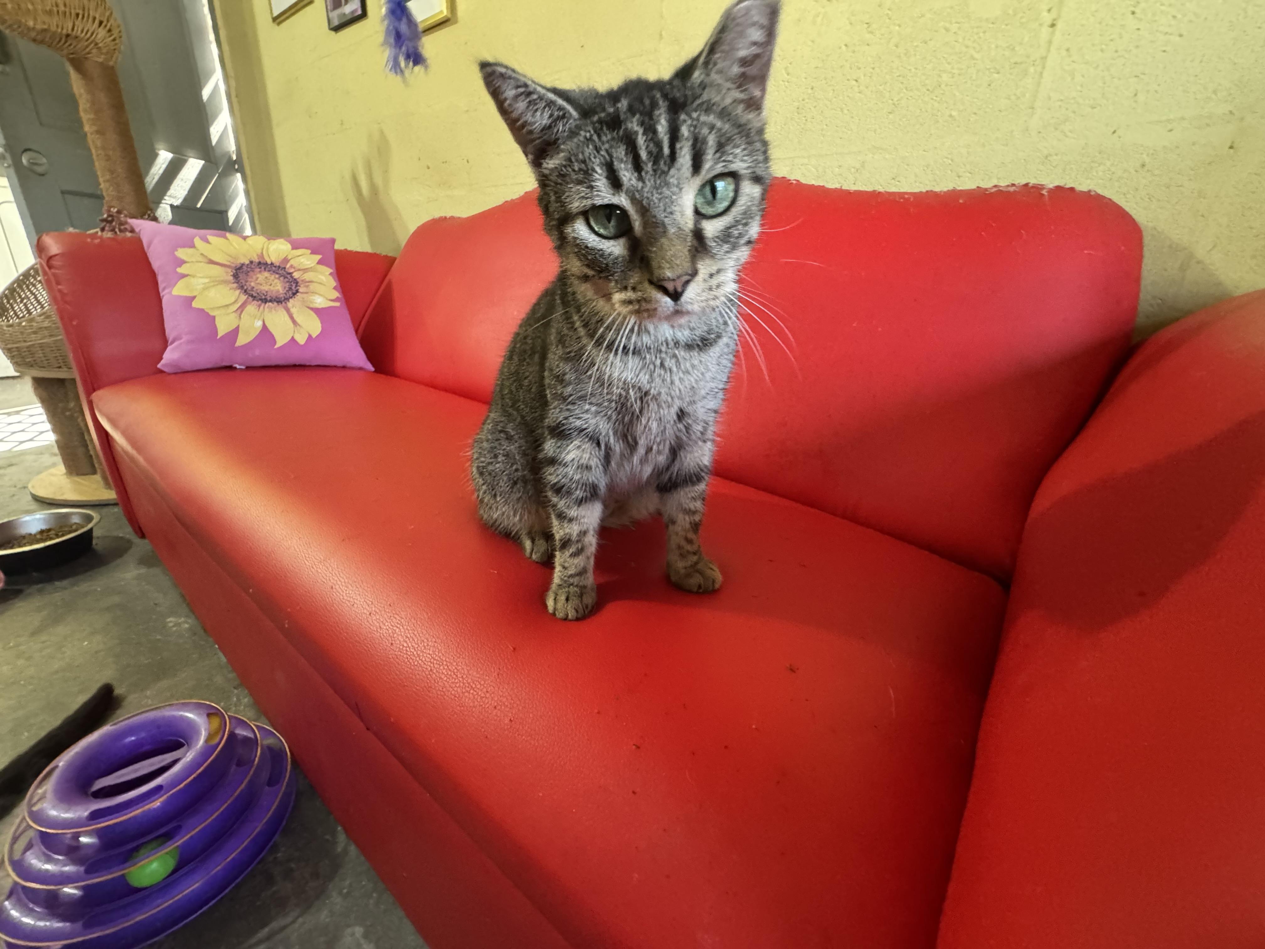 Enlarge Maisey, a Adoptable Domestic Short Hair in largo, FL image 4/4