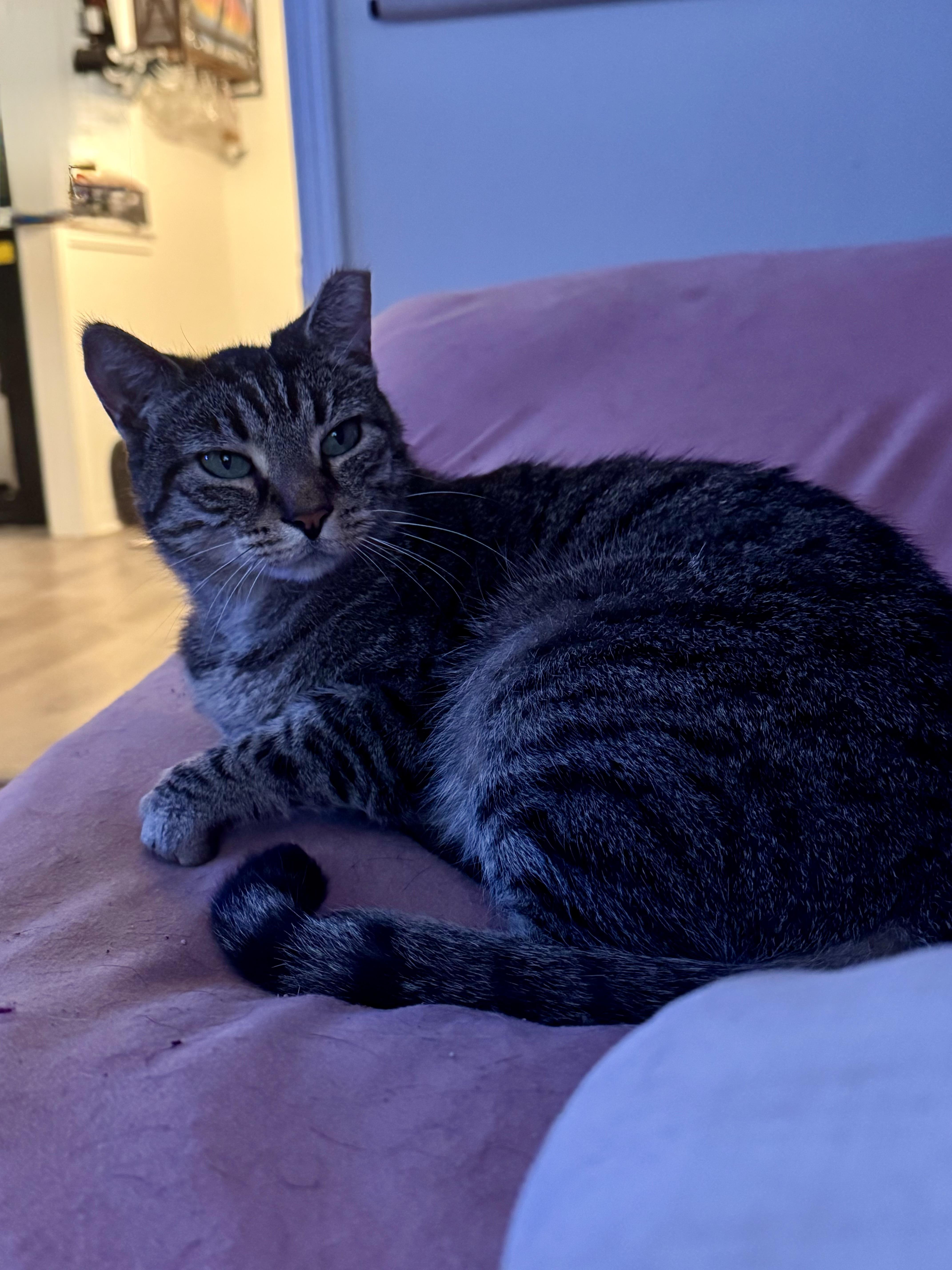 Enlarge Maisey, an adoptable Domestic Short Hair in largo, FL image 1/2