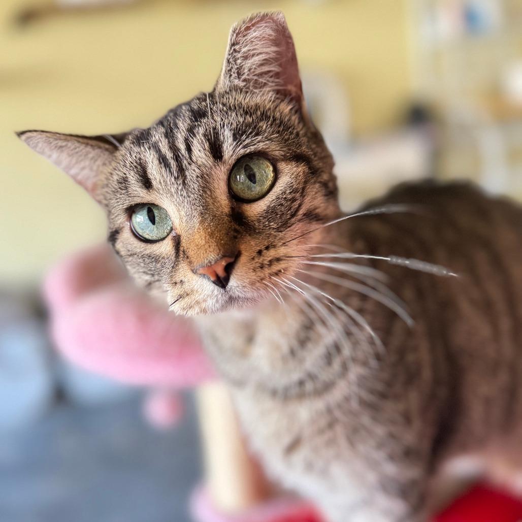 Maisey, adoptable, Adult Male Domestic Short Hair.
