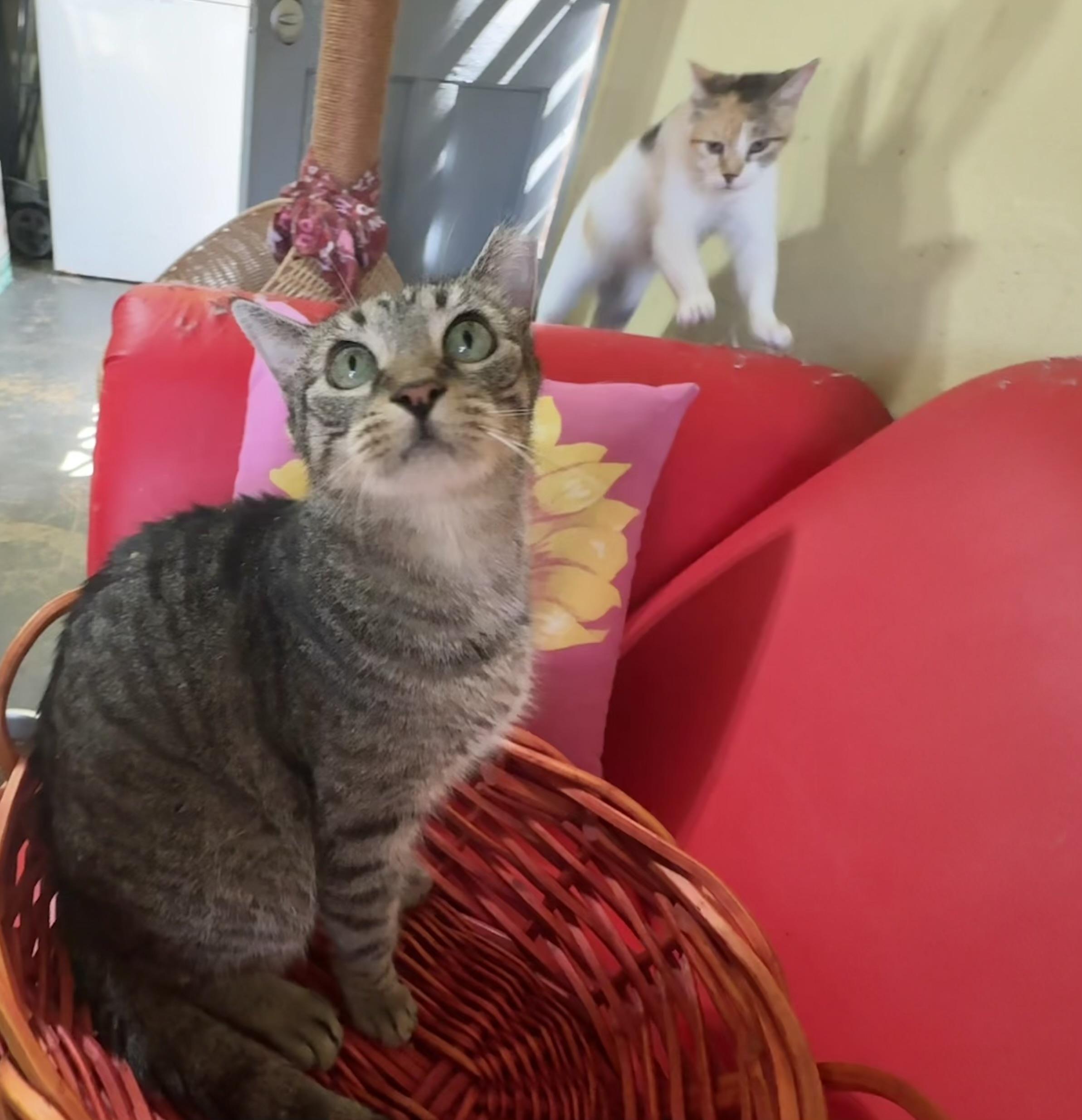 Enlarge Maisey, a Adoptable Domestic Short Hair in largo, FL image 3/4