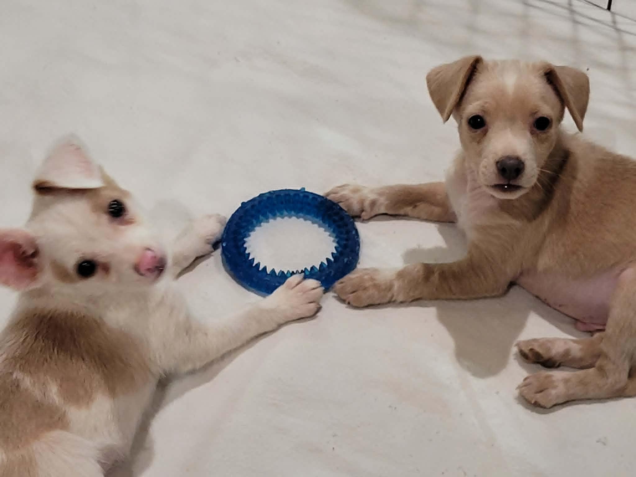 Enlarge Yogi, a ADOPTABLE mixed breed in New River, AZ image 1/5