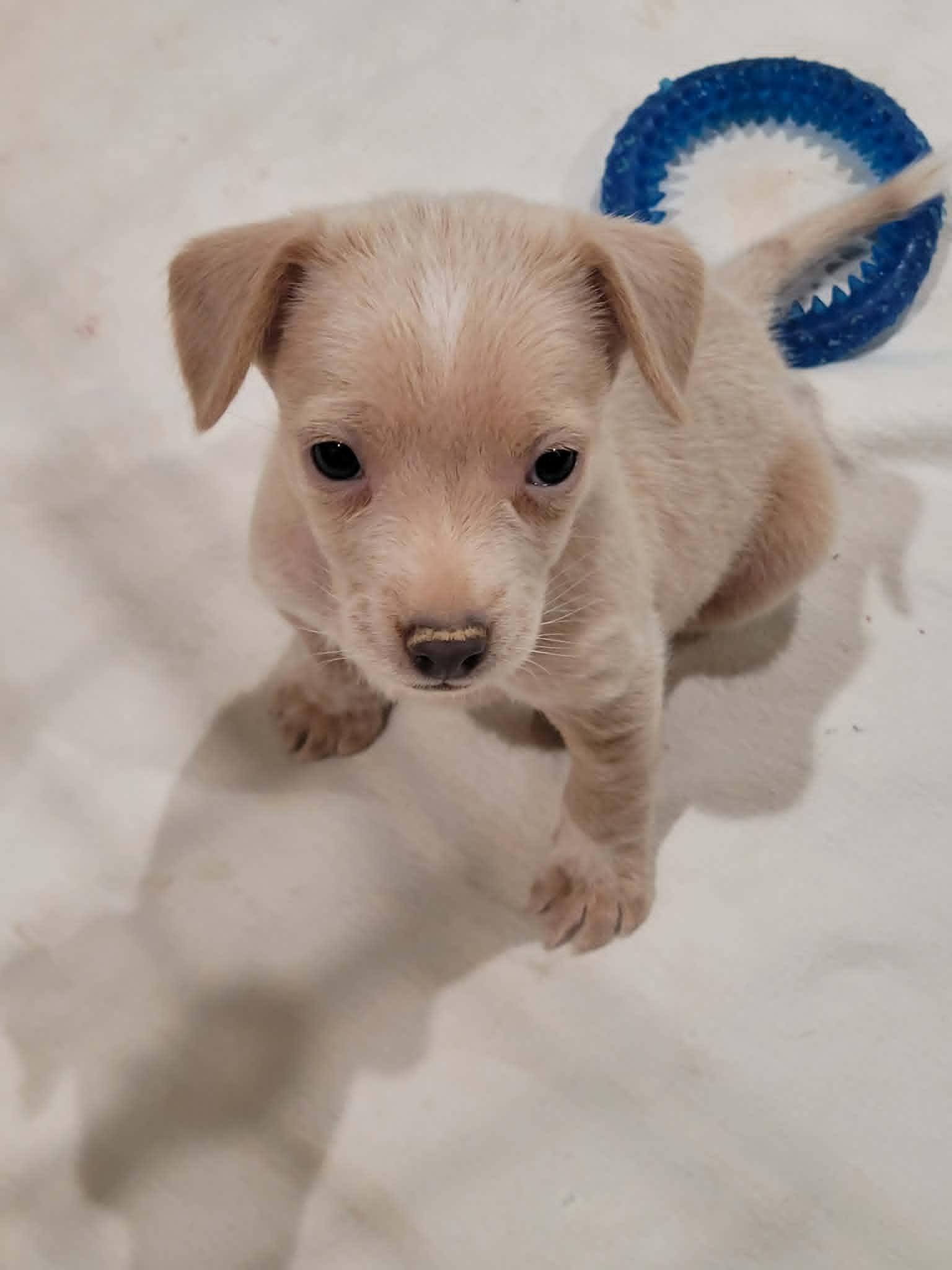Enlarge Yogi, a ADOPTABLE mixed breed in New River, AZ image 3/5