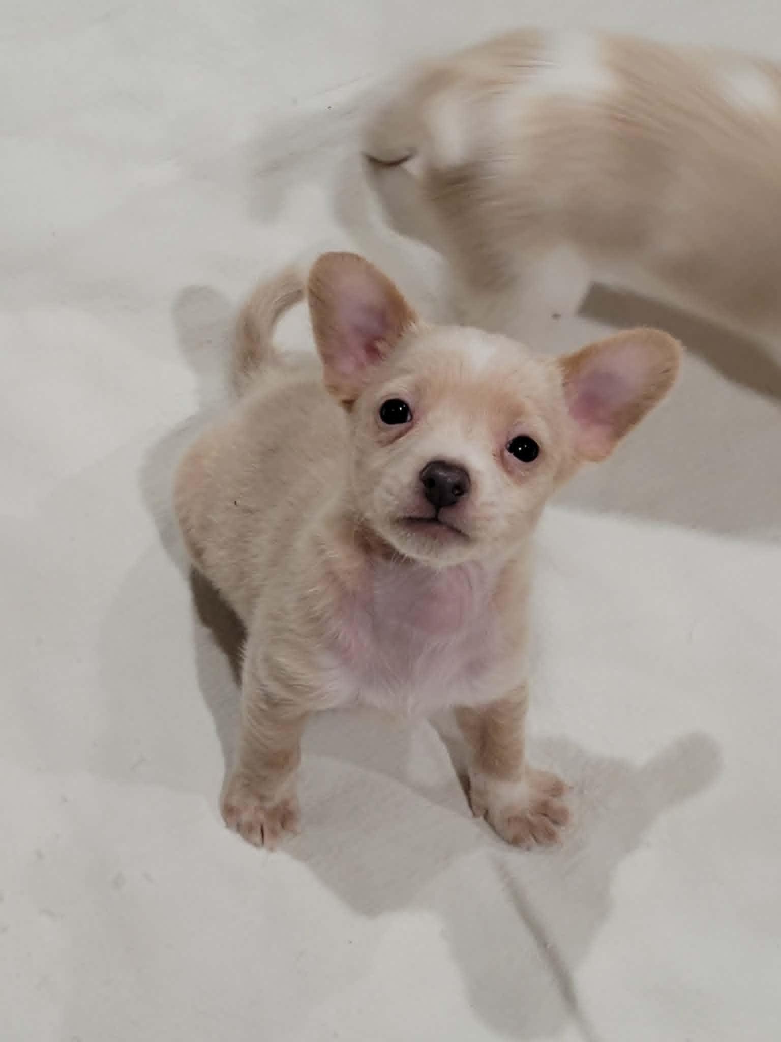 Enlarge Yogi, a ADOPTABLE mixed breed in New River, AZ image 2/5