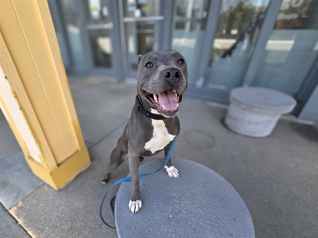MAUD, Adoptable, Adult Female Boxer & Mixed Breed.