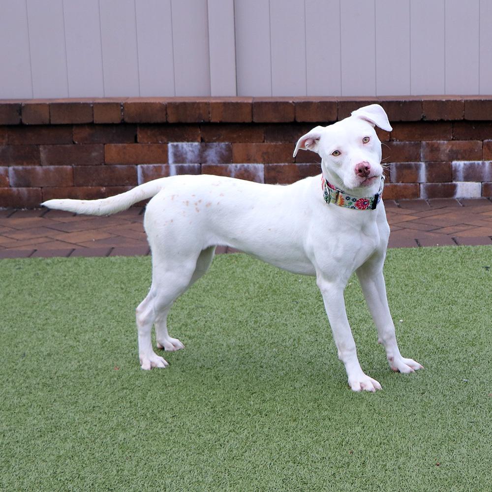 Jade, a Adoptable mixed breed in Port Washington, NY image 1/5