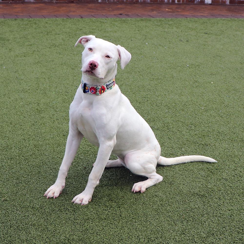 Jade, a Adoptable mixed breed in Port Washington, NY image 2/5