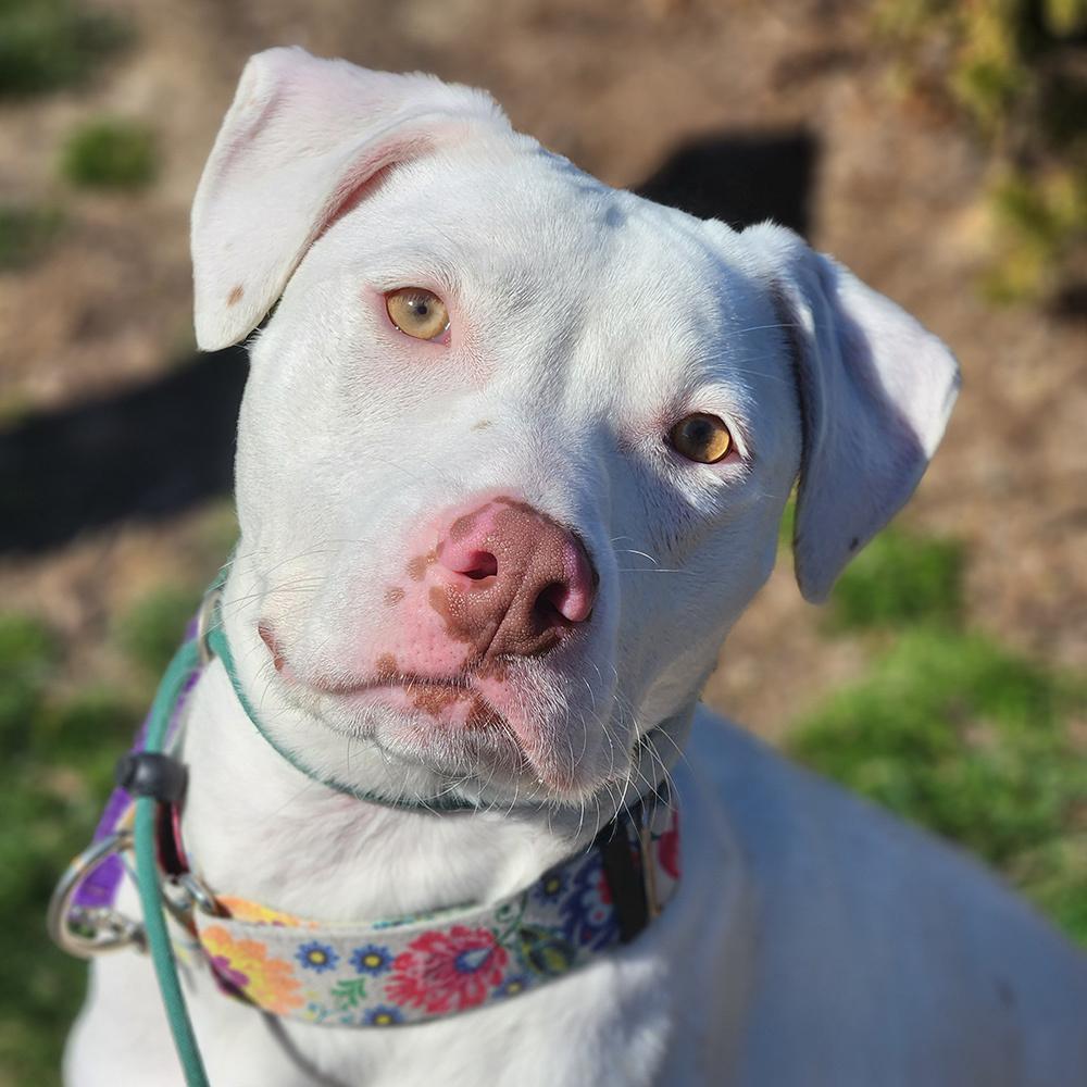 Jade, a Adoptable mixed breed in Port Washington, NY image 3/5