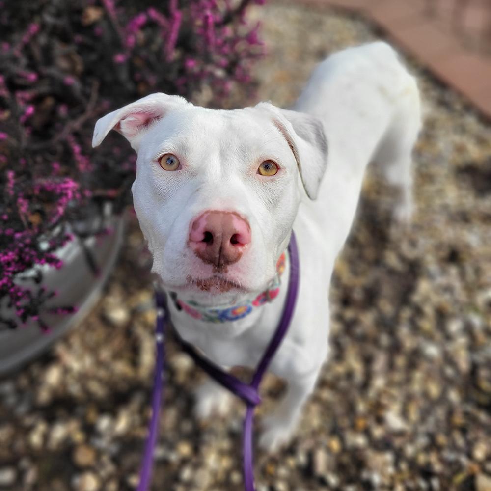 Jade, a Adoptable mixed breed in Port Washington, NY image 4/5