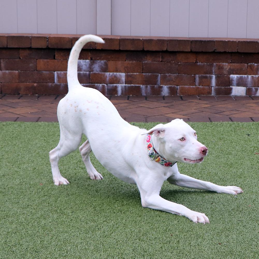 Jade, a Adoptable mixed breed in Port Washington, NY image 5/5