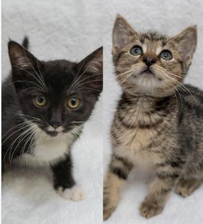 Venice & Vortex (Bonded Pair), Adopted, Kitten Male Domestic Short Hair.