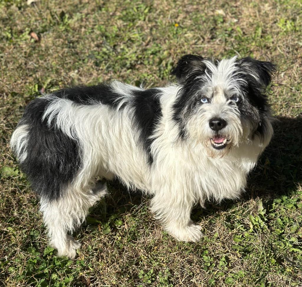 Rodknee, ADOPTABLE, Adult Male Australian Shepherd & Pembroke Welsh Corgi.