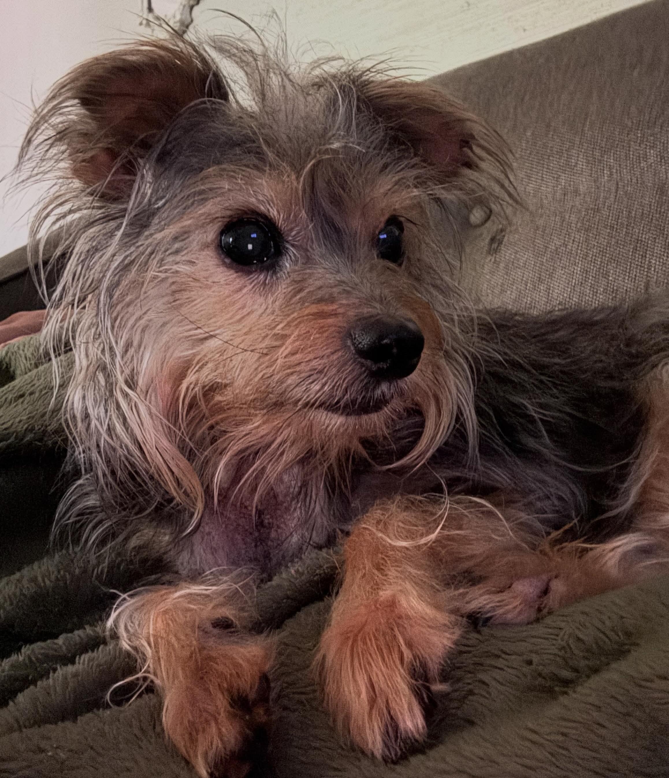 Enlarge Bibble, an adopted mixed breed in Lakeland, TN image 3/4