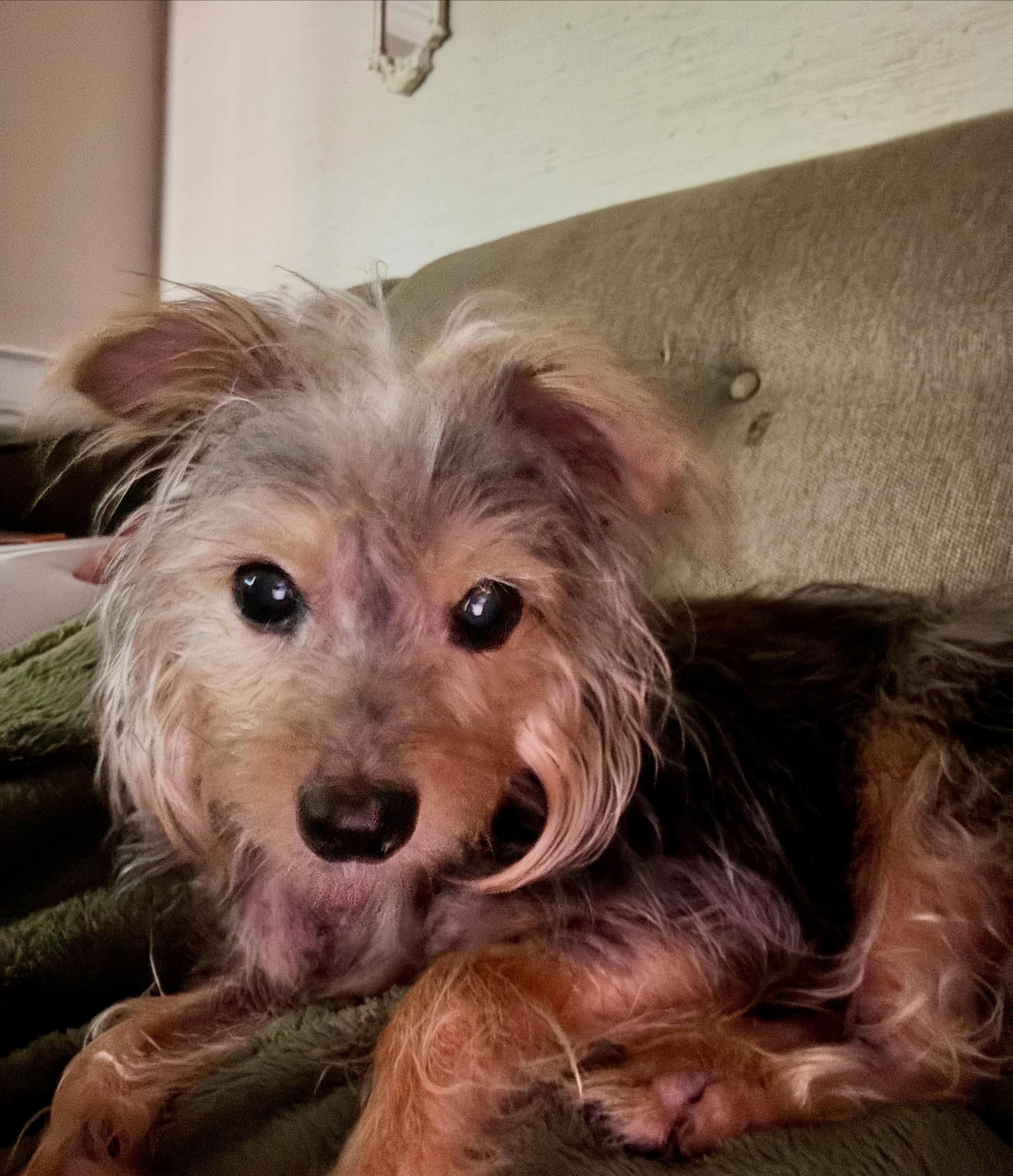 Enlarge Bibble, an adopted mixed breed in Lakeland, TN image 2/4