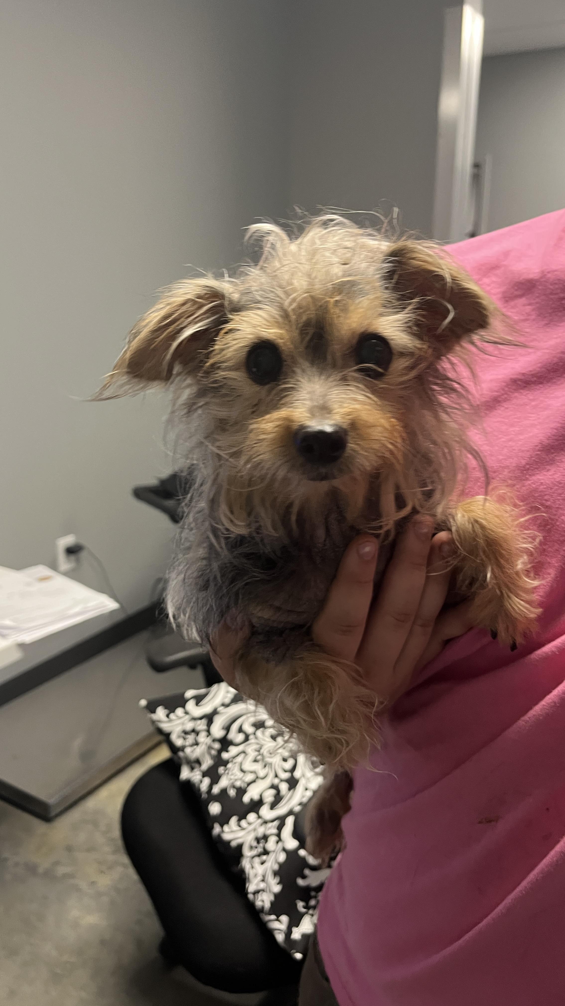 Bibble, adopted, Young Female Yorkshire Terrier.
