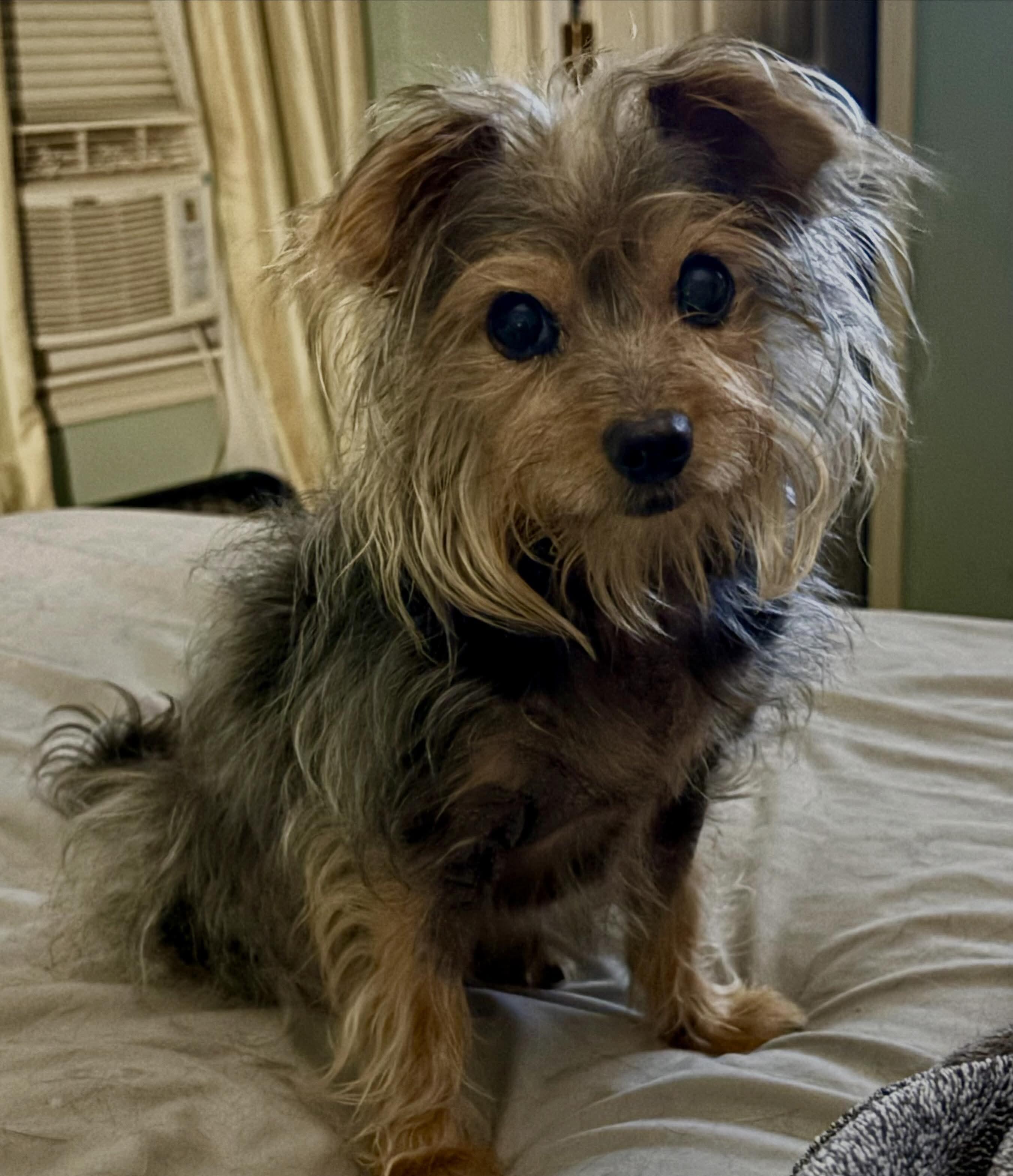 Enlarge Bibble, an adopted mixed breed in Lakeland, TN image 4/4