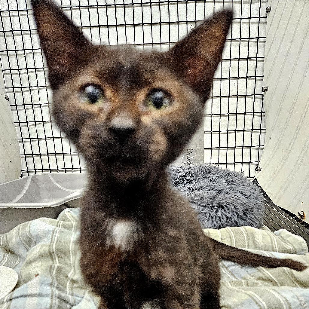 Sabrina, Adoptable, Young Female Domestic Short Hair.