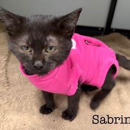 Enlarge Sabrina, a Adoptable Domestic Short Hair in Kingman, KS image 2/2