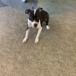 Enlarge Beautiful 59802340, a ADOPTABLE mixed breed in Harvey , LA image 1/2