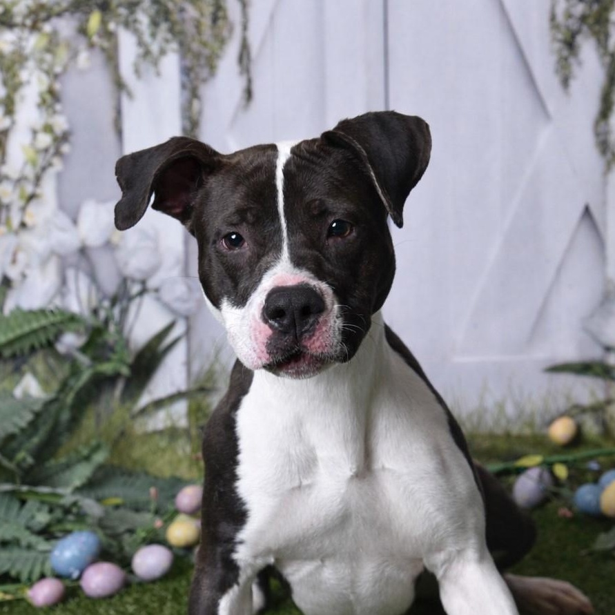 Beautiful 59802340, ADOPTABLE, Young Female Mixed Breed & Pit Bull Terrier.