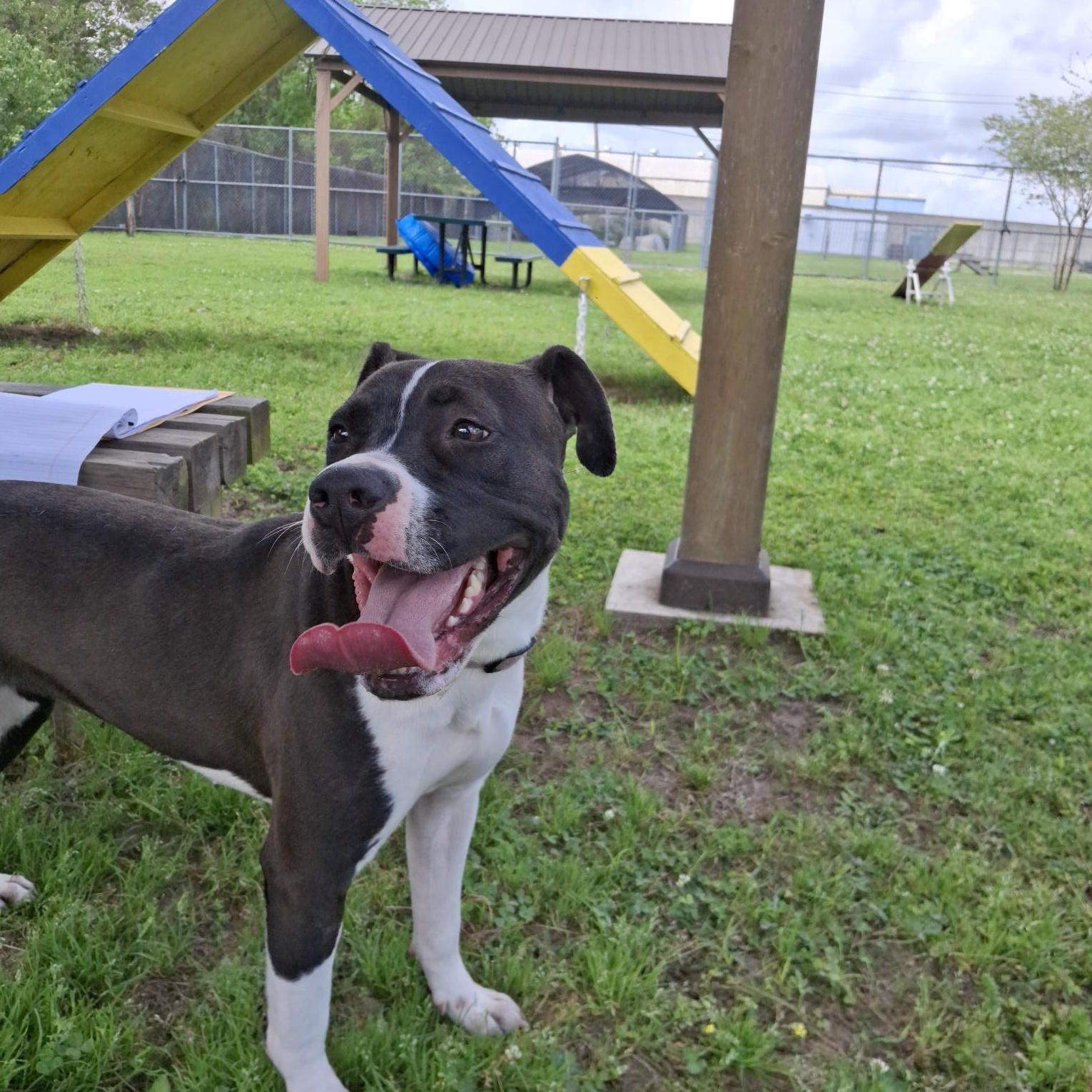 Enlarge Beautiful 59802340, a ADOPTABLE mixed breed in Harvey , LA image 5/6