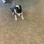 Enlarge Beautiful 59802340, a ADOPTABLE mixed breed in Harvey , LA image 2/2