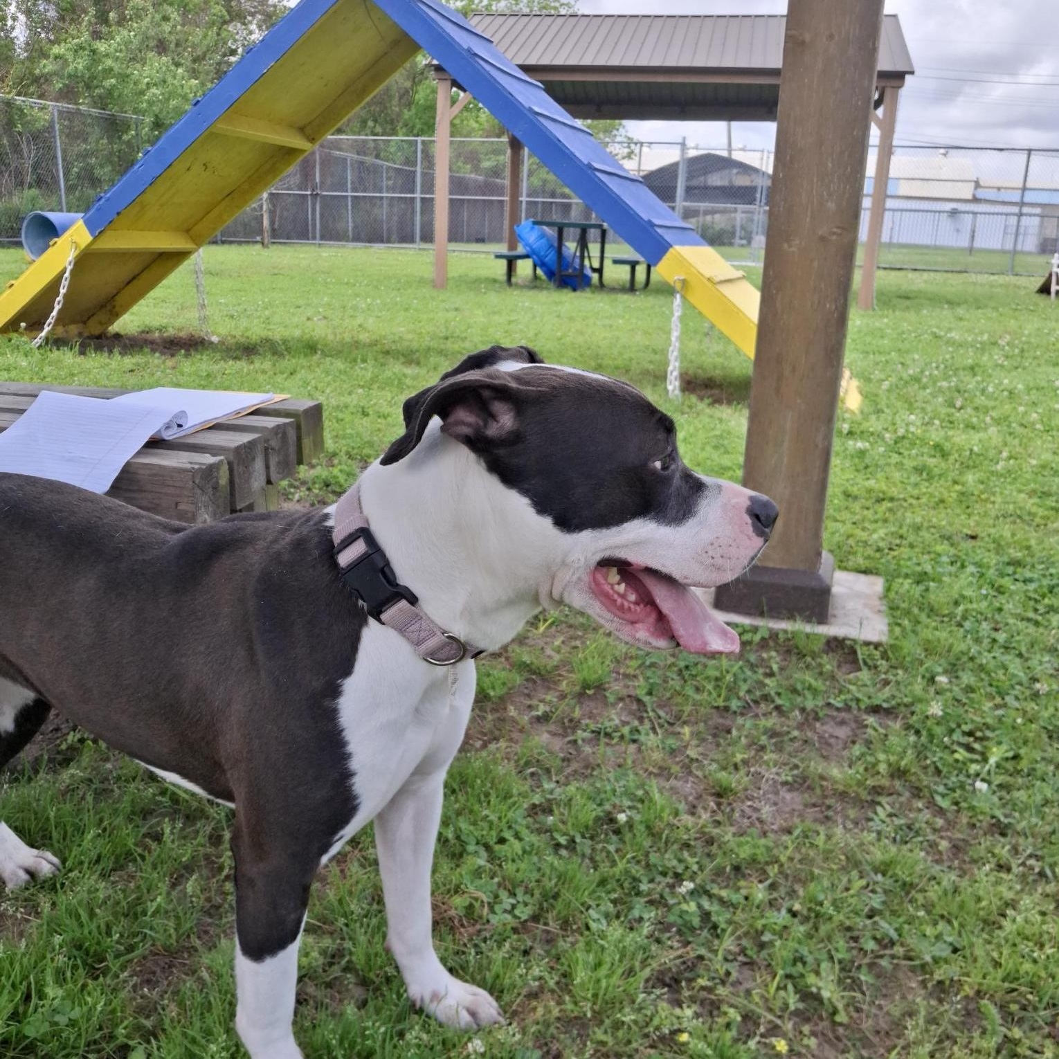 Enlarge Beautiful 59802340, a ADOPTABLE mixed breed in Harvey , LA image 3/6