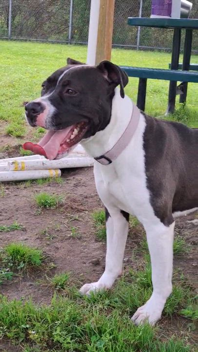 Enlarge Beautiful 59802340, a ADOPTABLE mixed breed in Harvey , LA video 6/6