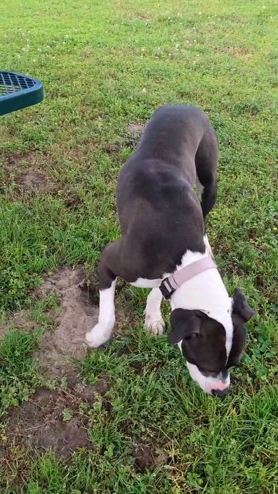 Enlarge Beautiful 59802340, a ADOPTABLE mixed breed in Harvey , LA video 2/6