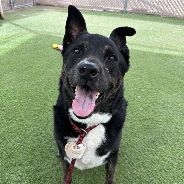 THELMA, Adoptable, Adult Female Australian Shepherd & Mixed Breed.