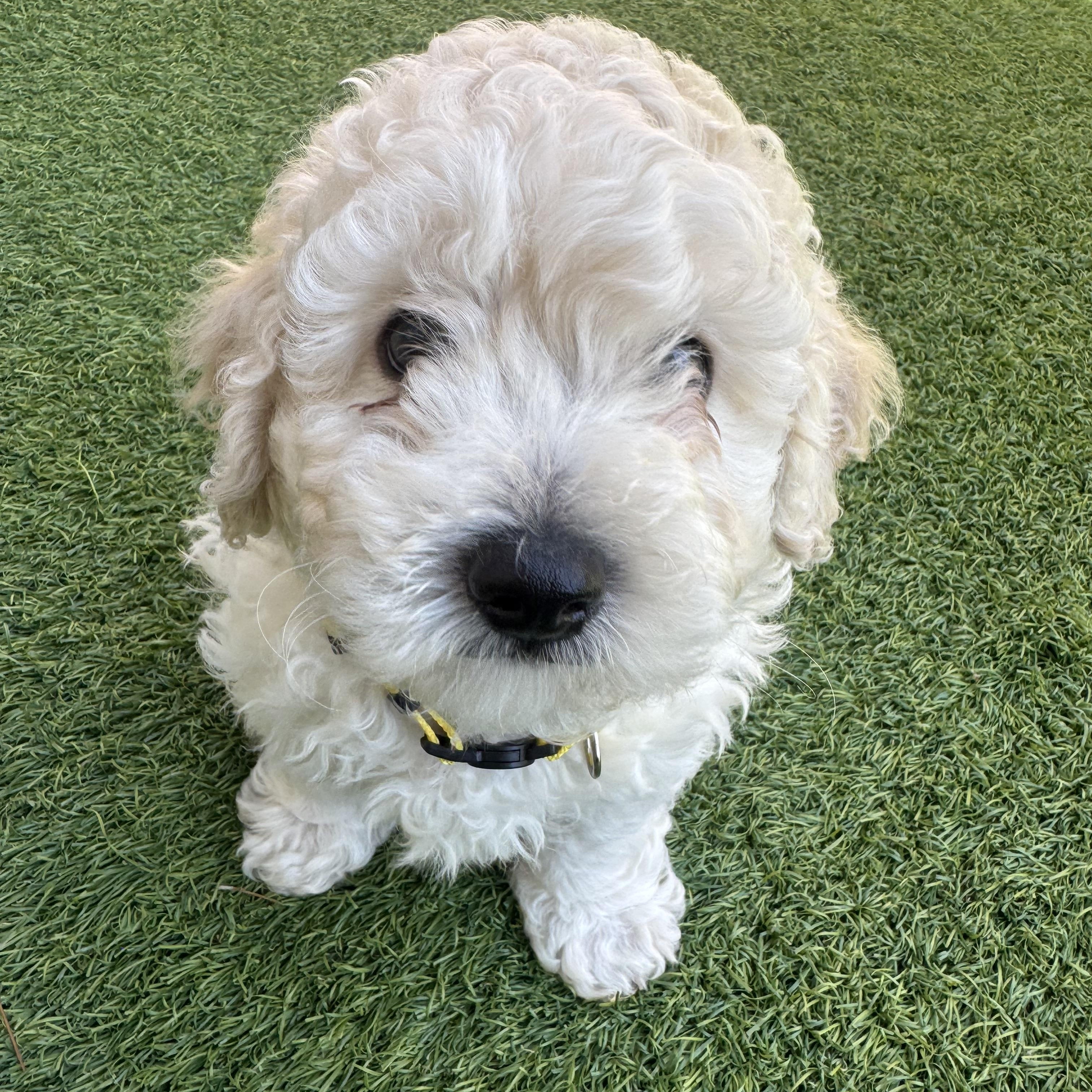 Enlarge Bert, an adopted mixed breed in Henderson, NV image 1/1